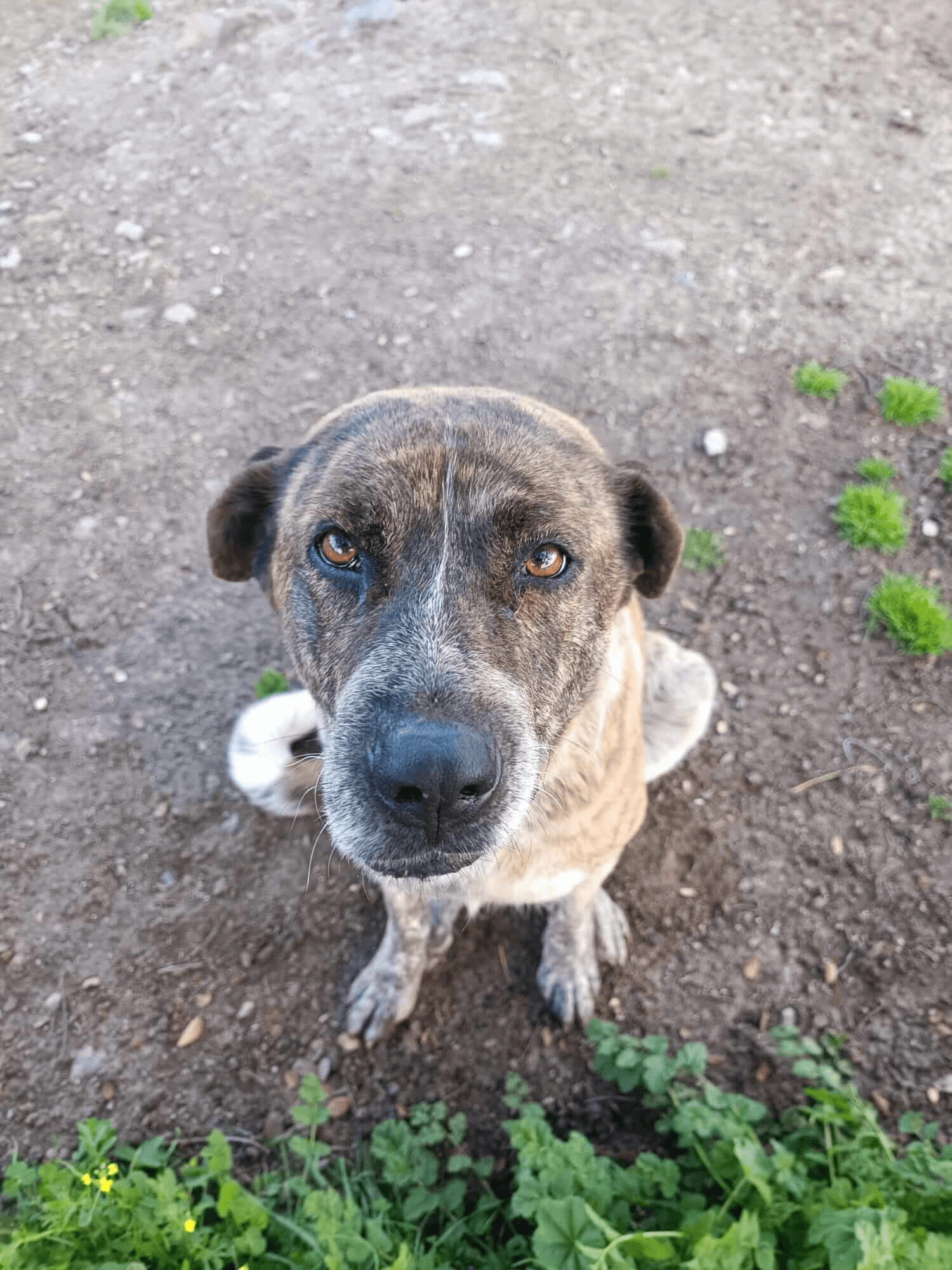 Clínica de Animais de Companhia